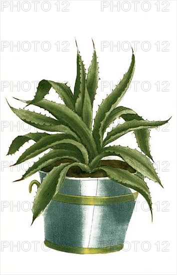 Aloe africana serrata flore rubro