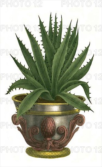 A plant species of the genus Aloe