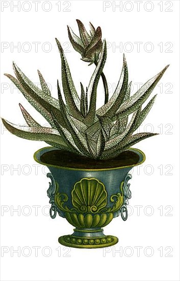 Aloe africana humilis foliis longis ab utraque