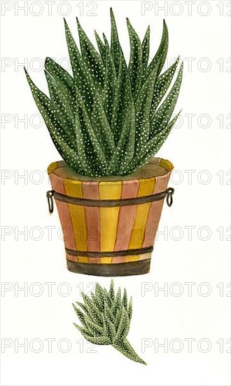 Aloe africana margaritfera major