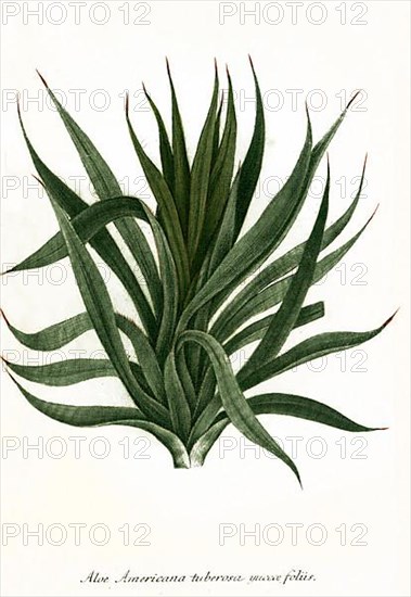 Aloe americana century plant