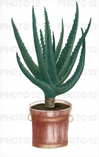 Aloe socotorina vera