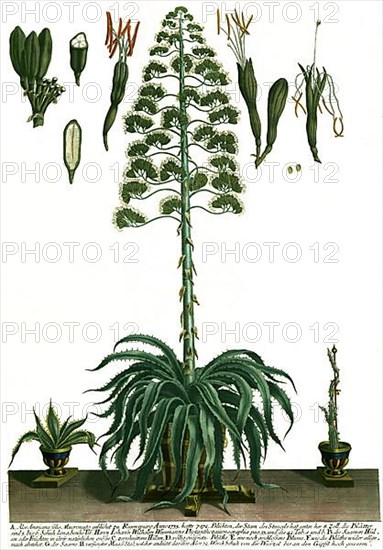 Aloe americana folio mucronato