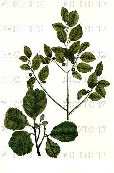 Nigra baccifera