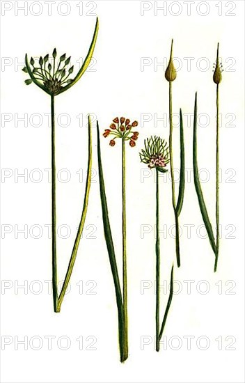 Allium campestre
