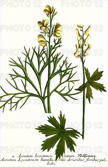 Lycoctonon luteum and Aconitum lycoctonon humilius