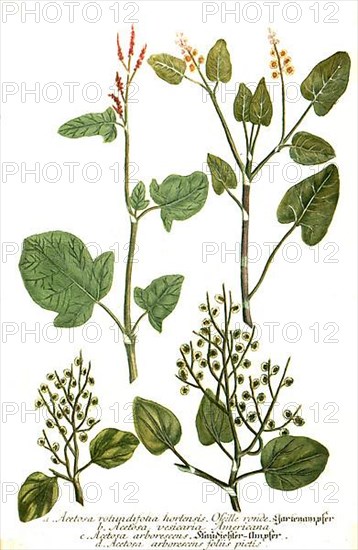 Acetosa rotundifolia hortensis