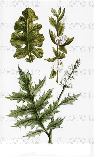 Acanthus mollis and Acanthus aculeatus