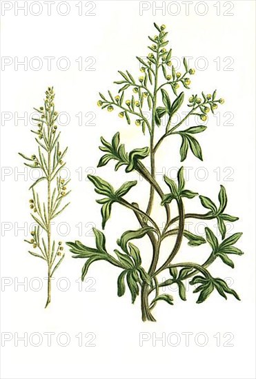 Absinthium longifolium and Absynthe marin