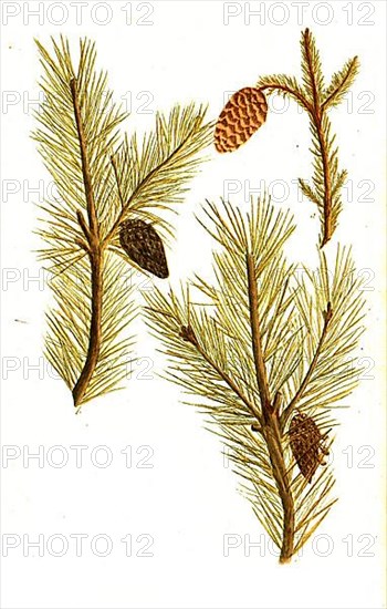 Fir tree