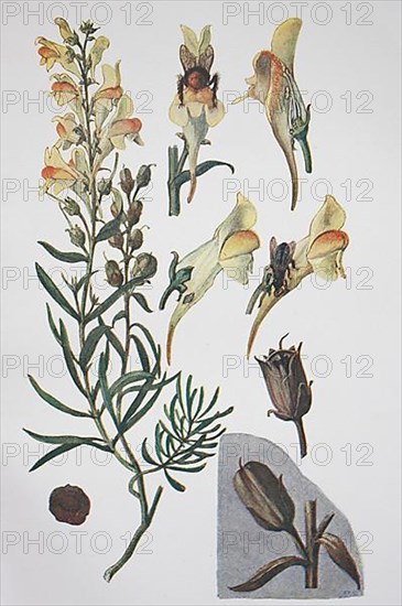 Common toadflax