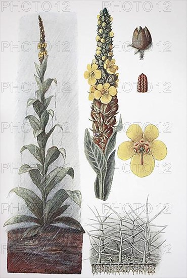 Great mullein