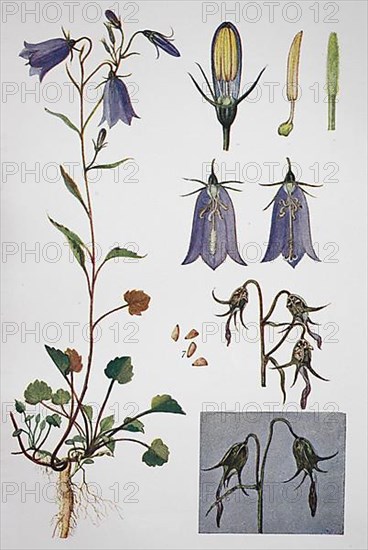 Harebell