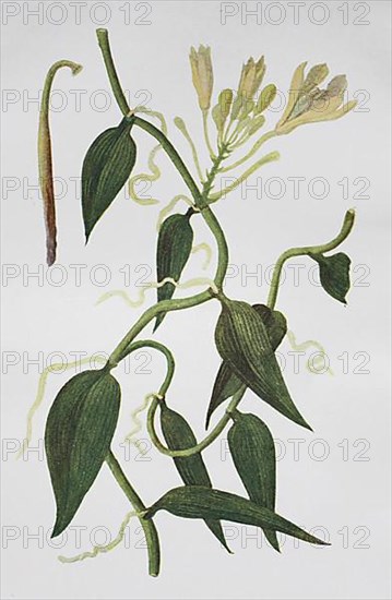 Flat-leaved vanilla