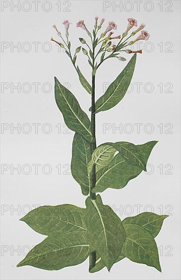 Cultivated tobacco