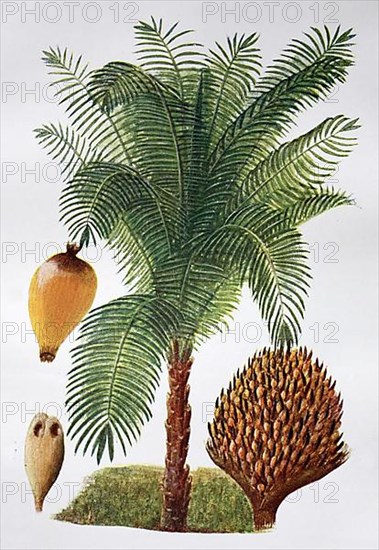 African oil palm