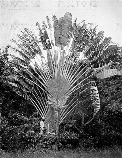 Commonly known as the travellers' traveller's palm