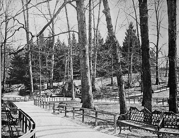 Large trees in Druid Hill Park in Baltimore in the state of Maryland