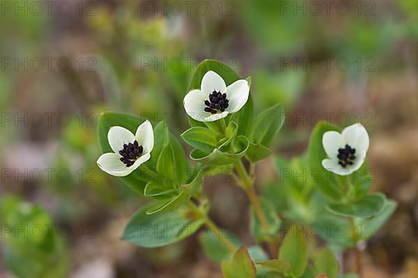 Swedish dogwood