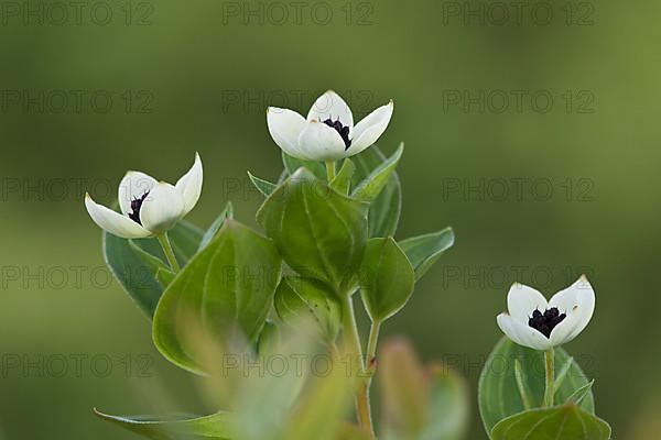 Swedish dogwood