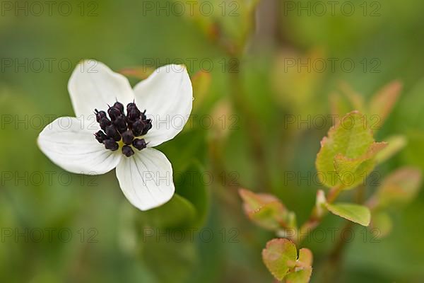 Swedish dogwood