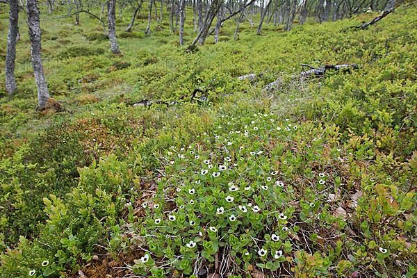 Swedish dogwood