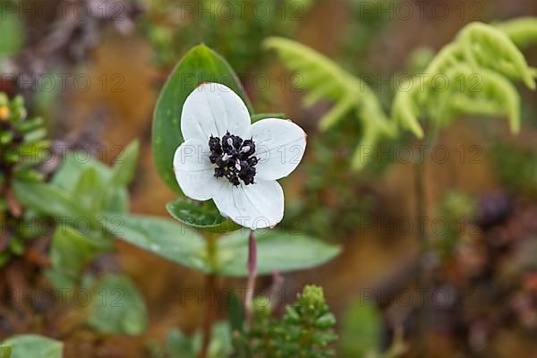 Swedish dogwood