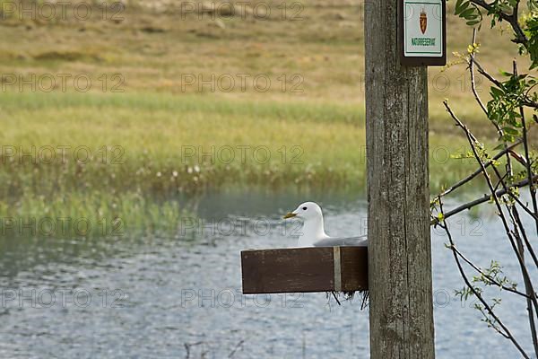 Common gull