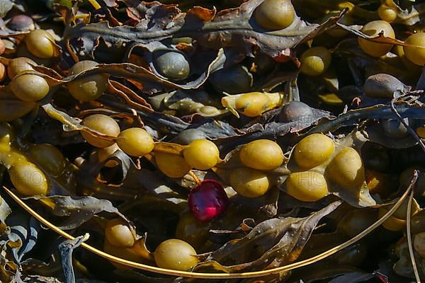 Seaweed washed up by the tide