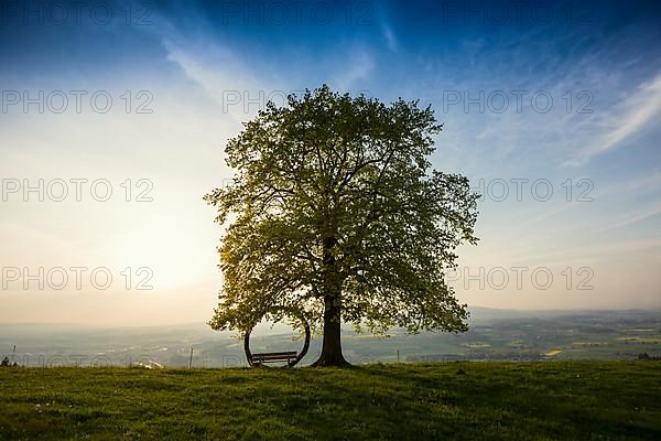 Old lime tree and circle of branches