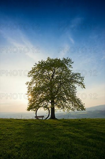 Old lime tree and circle of branches
