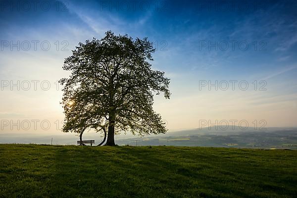 Old lime tree and circle of branches