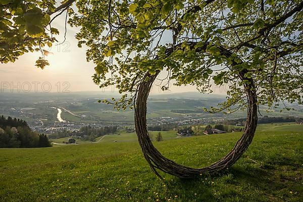 Old lime tree and circle of branches