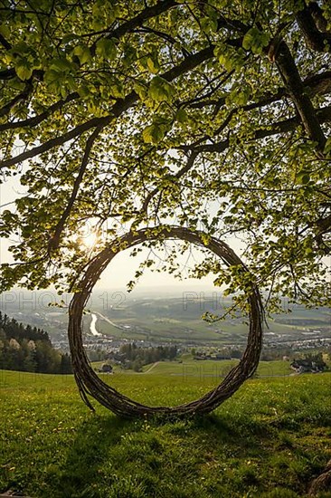 Old lime tree and circle of branches