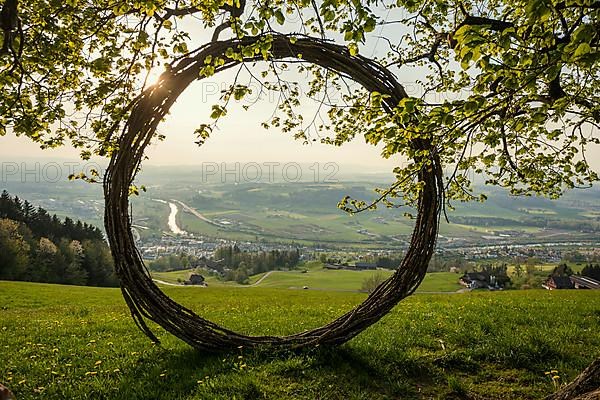 Old lime tree and circle of branches