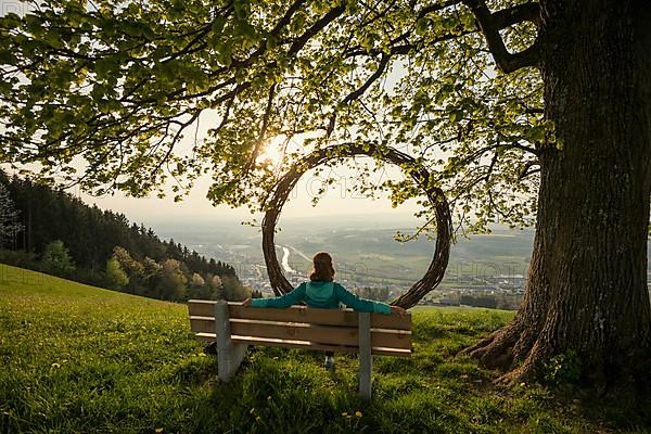 Old lime tree and circle of branches