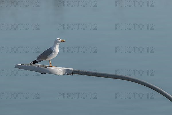 European Herring Gull