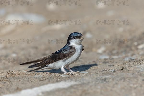 House martin