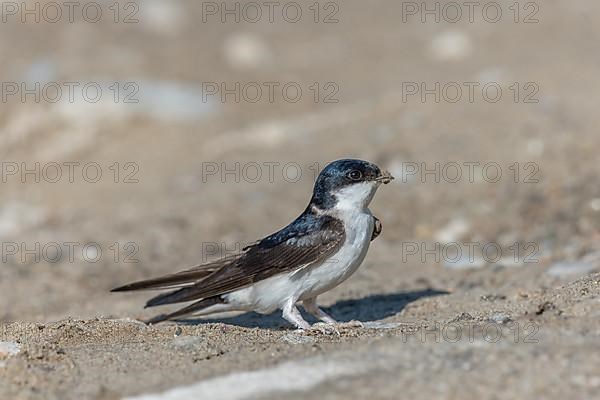 House martin