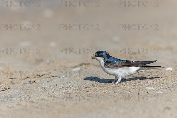 House martin