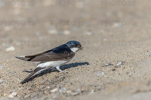 House martin