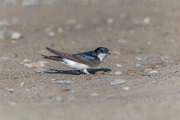 House martin