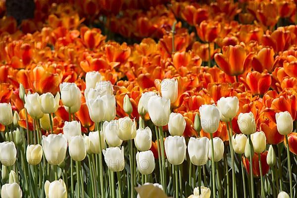 Blooming colorful tulip flowers in garden as floral background