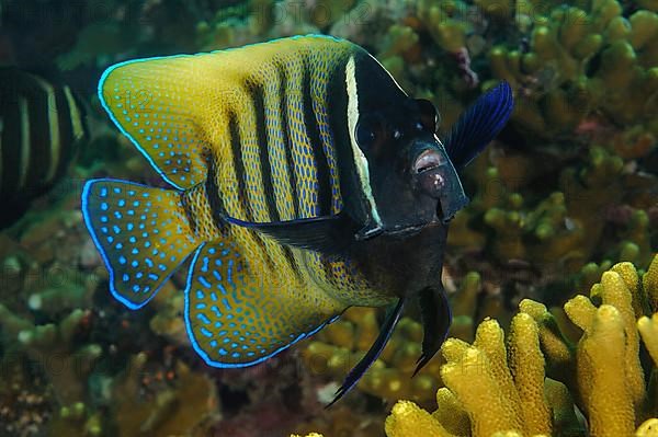 Sixband angelfish