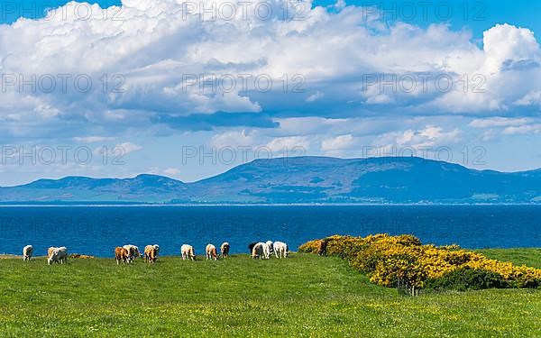 Bulls and Cows on Fields over Coastline