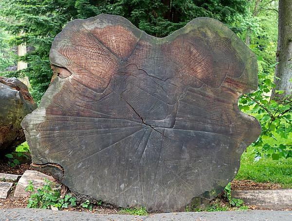 Cross-section of a felled giant sequoia