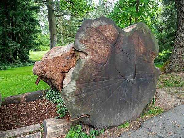 Cross-section of a felled giant sequoia