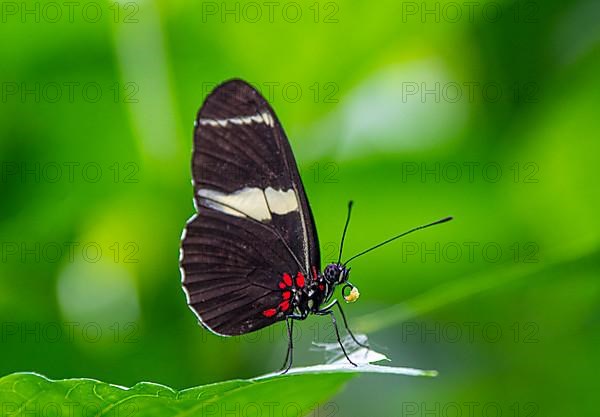 Spotted butterfly