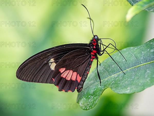 Spotted butterfly