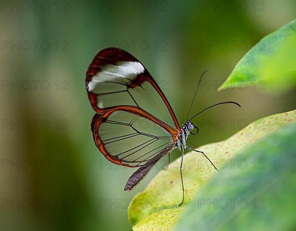 Clearwing moth